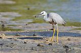 White-faced Heron